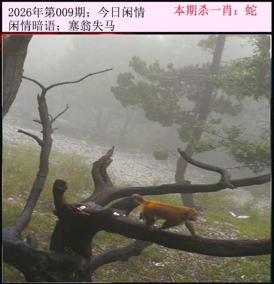 009期今日闲情[图]