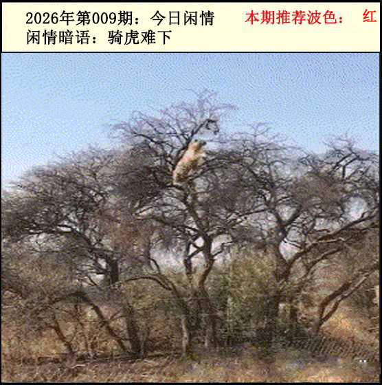 009期今日闲情2[图]