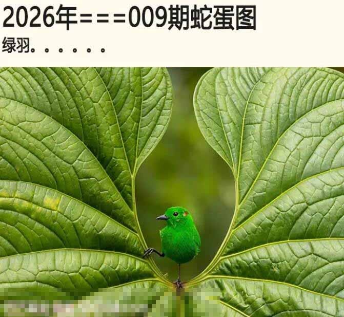 009期另版蛇蛋图[图]